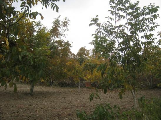 Name:  bahe1.jpg
Views: 1048
Size:  49.5 KB