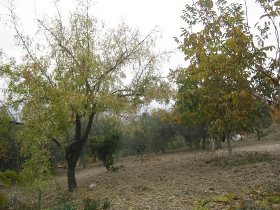 Name:  bahe3.jpg
Views: 1021
Size:  52.0 KB