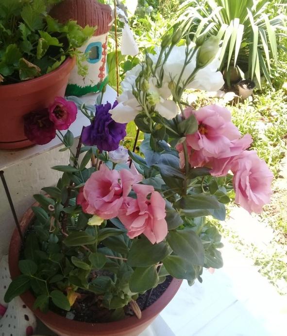 Name:  20190713_133947.jpg
Views: 200
Size:  72.6 KB