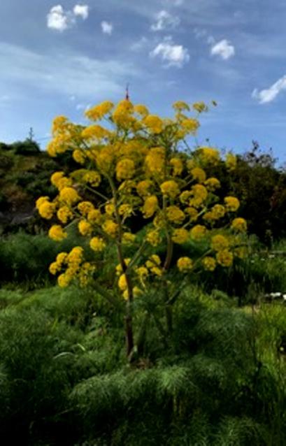 Name:  IMG_1128 (1) - Kopya.jpg
Views: 251
Size:  38.3 KB