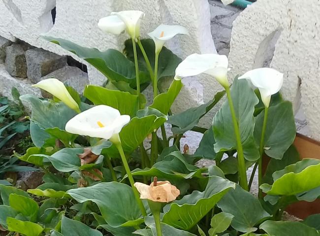 Name:  20210505_191231.jpg
Views: 367
Size:  58.5 KB