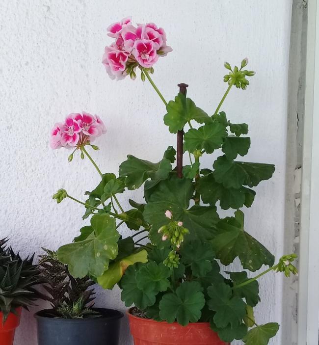Name:  20180522_113349.jpg
Views: 328
Size:  63.5 KB