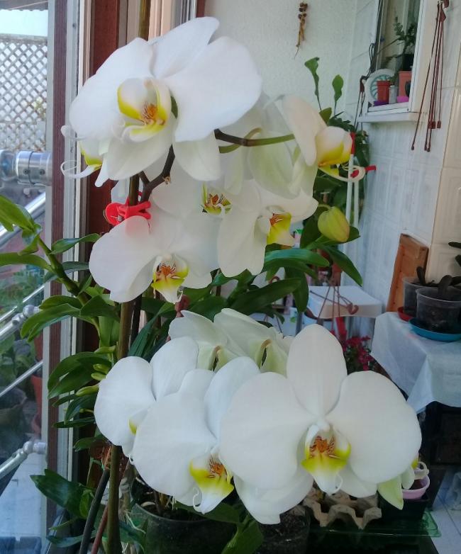 Name:  20210524_140919.jpg
Views: 304
Size:  68.9 KB