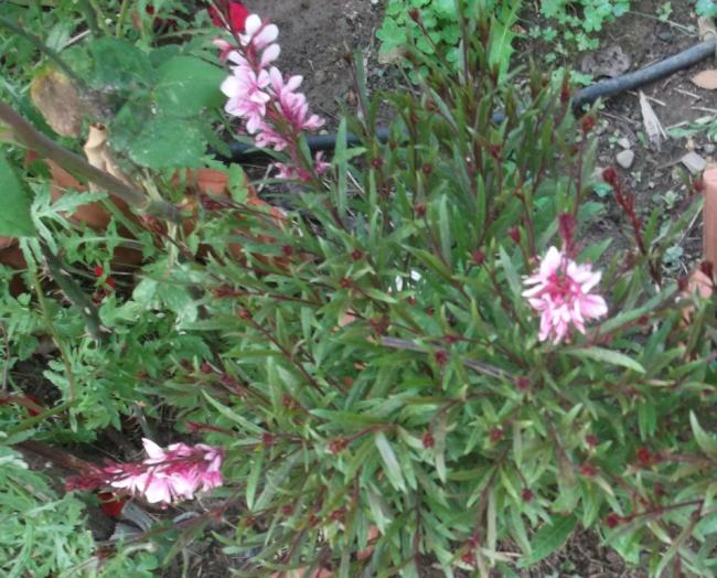 Name:  DSCF1823.jpg
Views: 437
Size:  70.1 KB