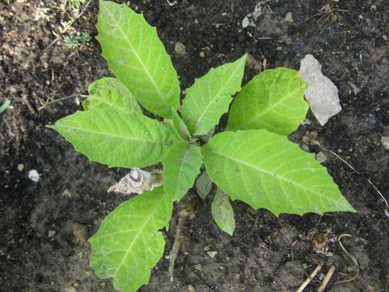Name:  brugmansia.jpg
Views: 625
Size:  49.8 KB
