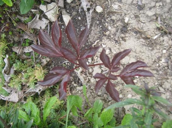 Name:  peonia.jpg
Views: 611
Size:  53.8 KB