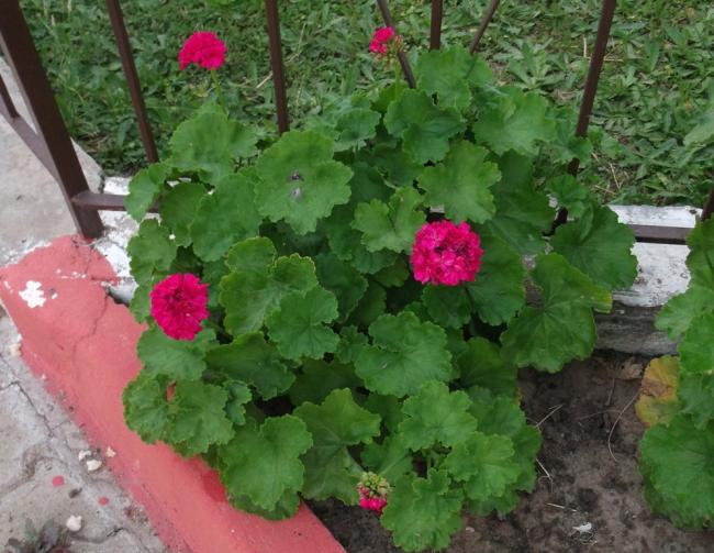 Name:  DSCF1821.jpg
Views: 350
Size:  57.5 KB