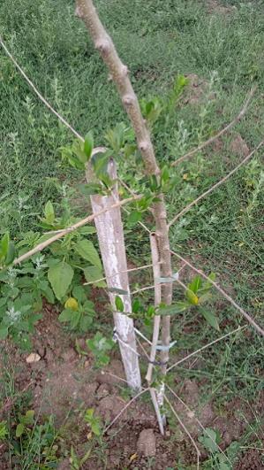 Name:  zeytin.jpg
Views: 393
Size:  46.6 KB