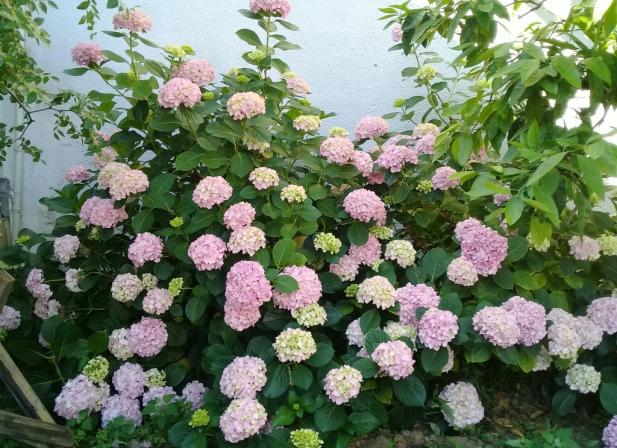 Name:  20210612_093501.jpg
Views: 299
Size:  71.2 KB