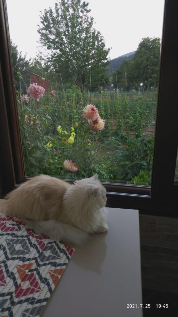 Name:  26.07.2021 kedi.jpg
Views: 488
Size:  73.0 KB
