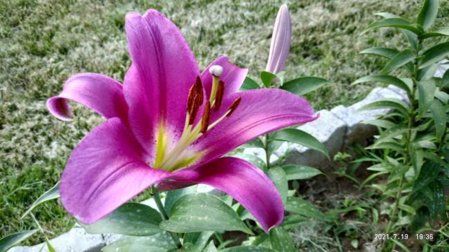Name:  26.07.2021 zambak.jpg
Views: 481
Size:  51.7 KB
