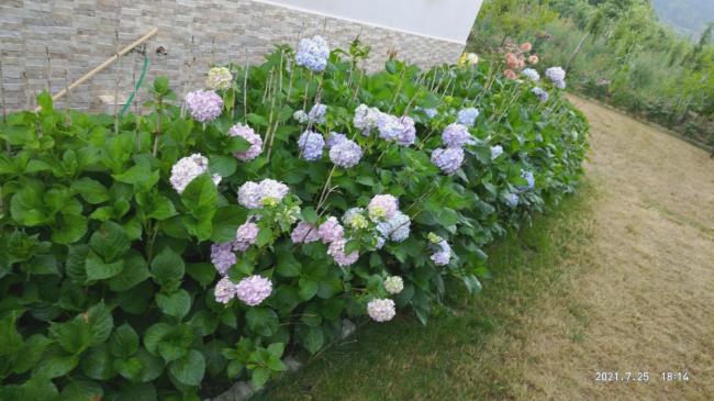 Name:  26.07.2021 ortanca.jpg
Views: 470
Size:  48.7 KB