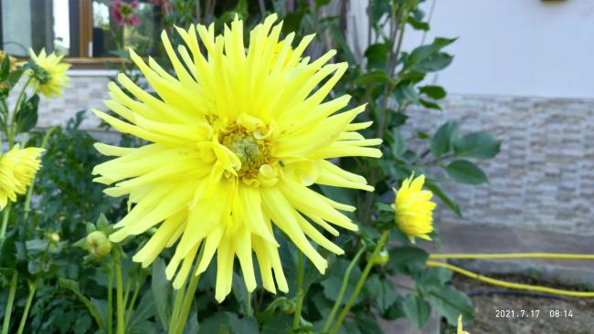 Name:  26.07.2021 dahlia 1.jpg
Views: 474
Size:  42.5 KB