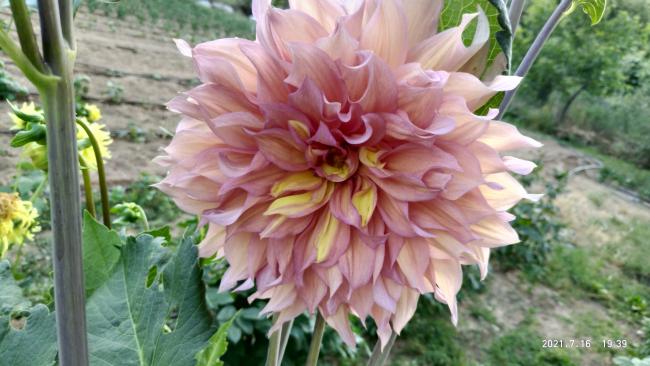 Name:  26.07.2021 dahlia 2.jpg
Views: 474
Size:  45.1 KB