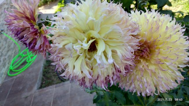 Name:  26.07.2021 dahlia 4.jpg
Views: 475
Size:  43.6 KB