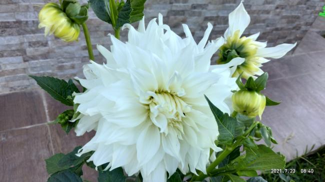 Name:  26.07.2021 dahlia 3.jpg
Views: 514
Size:  36.7 KB