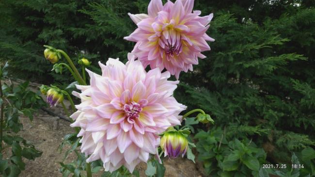 Name:  26.07.2021 dahlia 5.jpg
Views: 513
Size:  42.7 KB