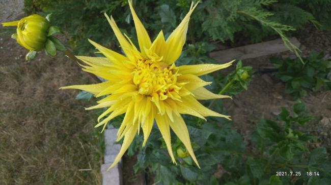Name:  26.07.2021 dahlia 6.jpg
Views: 495
Size:  38.7 KB