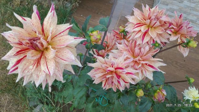 Name:  26.07.2021 dahlia 7.jpg
Views: 498
Size:  52.0 KB