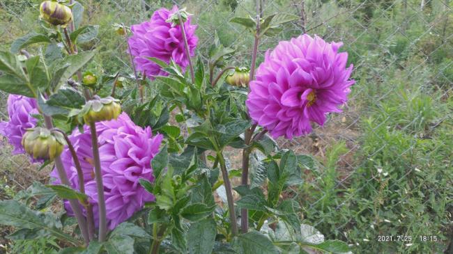 Name:  26.07.2021 dahlia 9.jpg
Views: 491
Size:  58.0 KB