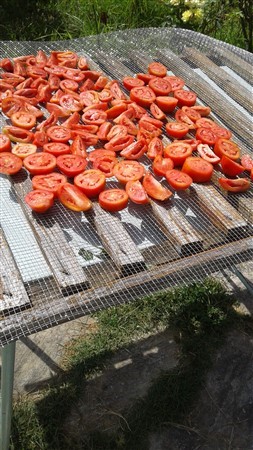 Name:  domates (253 x 450) (253 x 450).jpg
Views: 484
Size:  65.4 KB