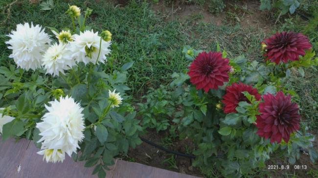 Name:  Dahliya Trkiye.jpg
Views: 353
Size:  49.0 KB
