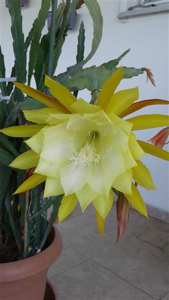 Name:  K (2) (337 x 599).jpg
Views: 569
Size:  47.5 KB