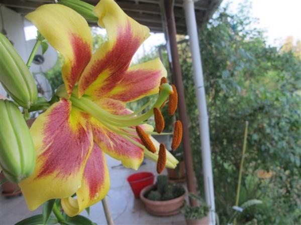 Name:  IMG_7443 (600 x 450).jpg
Views: 559
Size:  40.1 KB