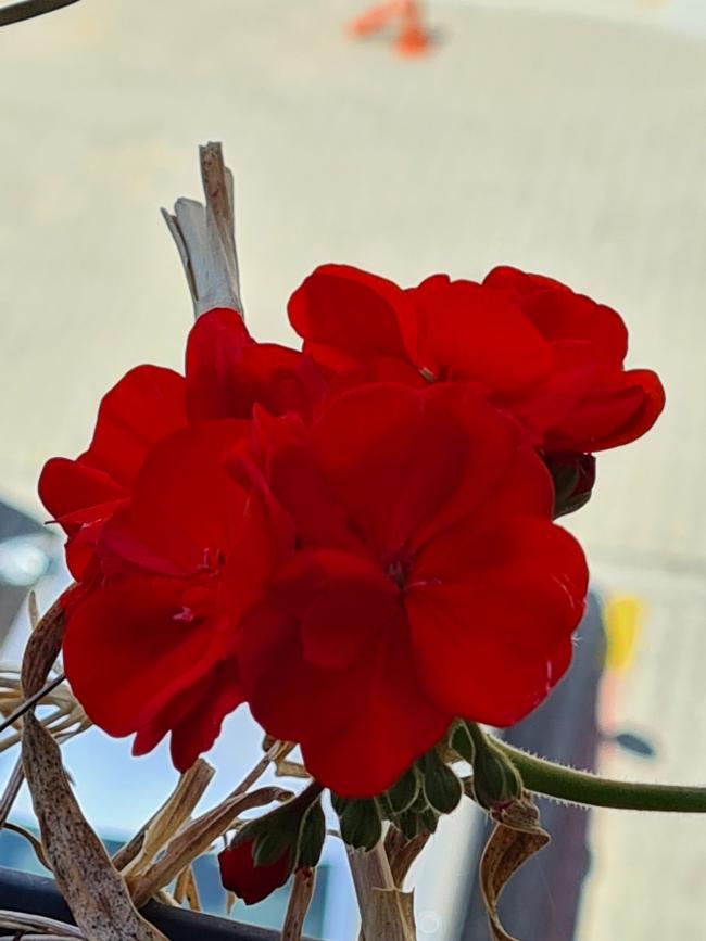 Name:  20210919_121800_copy_1200x1600.jpg
Views: 354
Size:  45.3 KB