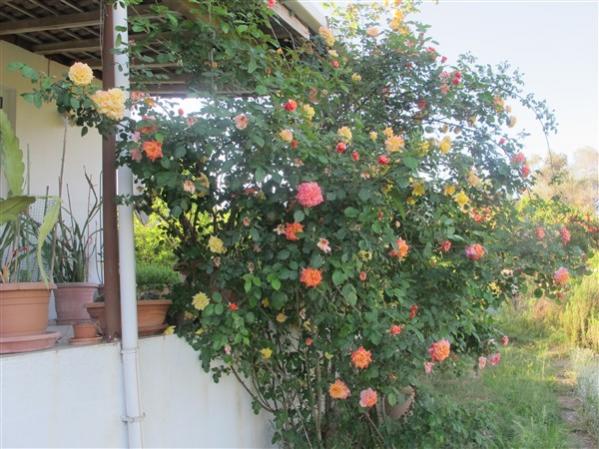 Name:  IMG_6893 (600 x 450).jpg
Views: 511
Size:  56.8 KB