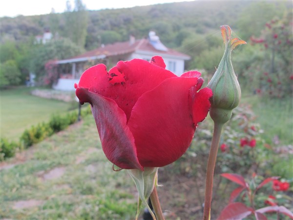 Name:  IMG_6921 (600 x 450).jpg
Views: 461
Size:  54.4 KB