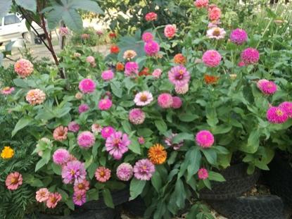 Name:  zinnia.jpg
Views: 484
Size:  33.5 KB