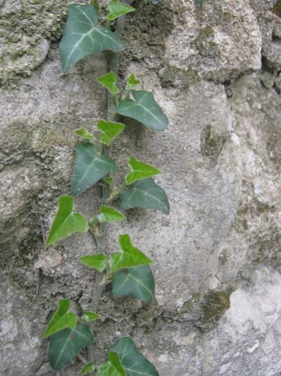 Name:  hedera.jpg
Views: 449
Size:  50.0 KB