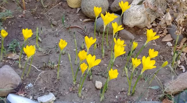 Name:  20211002_144420.jpg
Views: 265
Size:  58.1 KB