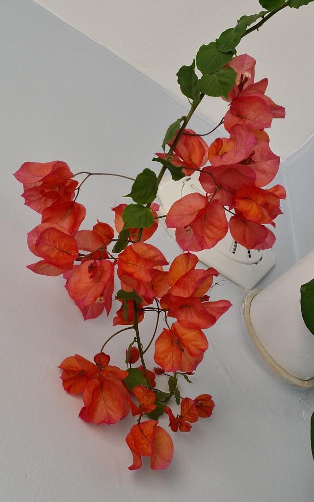 Name:  20220116_154325_copy_1200x1915.jpg
Views: 442
Size:  69.9 KB