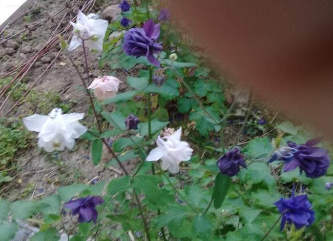 Name:  20220509_192515.jpg
Views: 462
Size:  48.8 KB