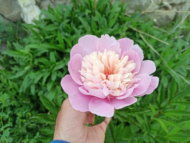 Name:  akayk (Paeonia.jpg
Views: 316
Size:  45.8 KB