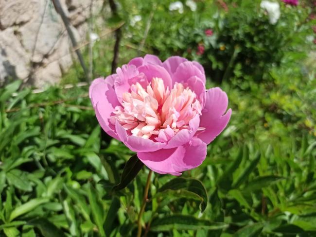 Name:  akayk (Paeonia 1.jpg
Views: 307
Size:  50.9 KB