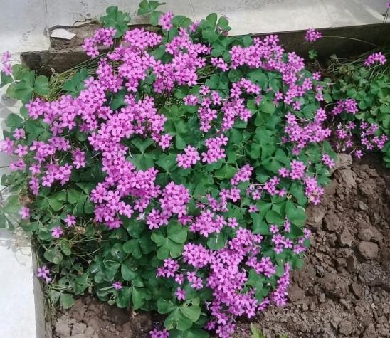 Name:  20190520_172117.jpg
Views: 257
Size:  74.7 KB