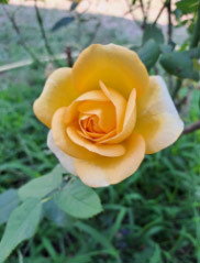 Name:  gul2.jpg
Views: 676
Size:  15.1 KB