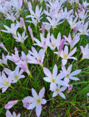 Name:  zp1.jpg
Views: 676
Size:  26.4 KB