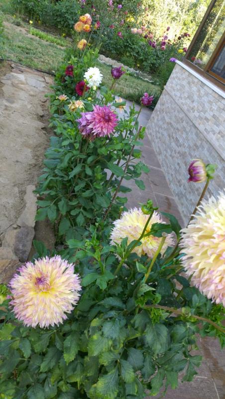 Name:  2022 dahliya 1.jpg
Views: 851
Size:  79.3 KB
