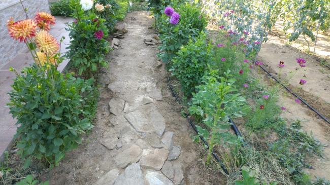 Name:  2022 yry yolu - dahliya.jpg
Views: 789
Size:  60.5 KB