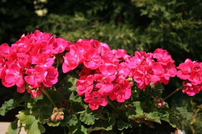 Name:  019.JPG
Views: 2030
Size:  54.3 KB