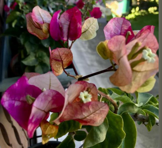 Name:  IMG_8357.jpg
Views: 4
Size:  49.6 KB