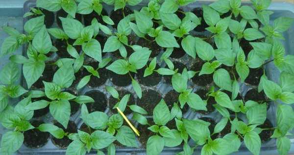 Name:  fideler.jpg
Views: 3
Size:  56.1 KB