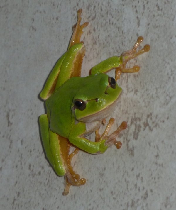 Name:  kurbaga2.jpg
Views: 12
Size:  55.9 KB