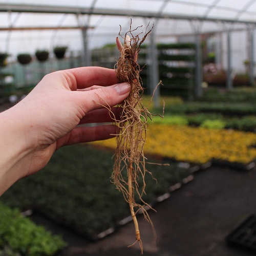Name:  Lily-of-the-Valley-Loose-Roots__51020.jpg
Views: 40
Size:  71.7 KB