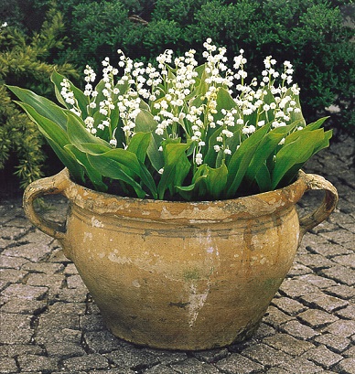 Name:  Convallaria_majalis_Lily_of_the_Valley_0001363_2__17764.jpg
Views: 40
Size:  111.3 KB