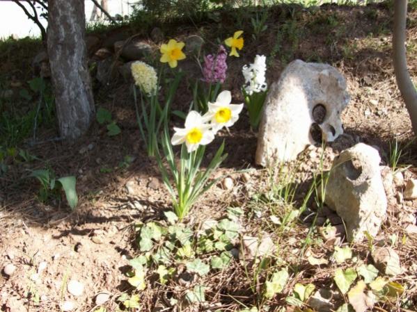 Name:  100_0055 (600 x 450).jpg
Views: 1141
Size:  68.4 KB